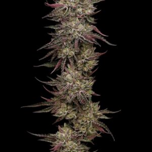 Chicken n' Wafflez Feminized Seeds