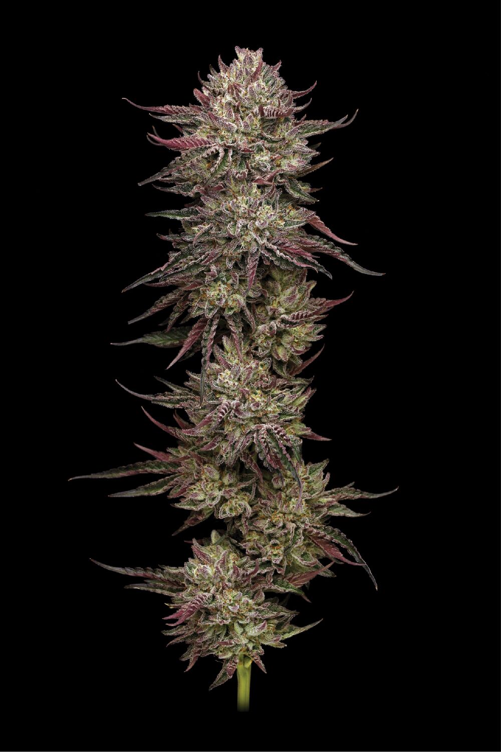 Chicken n' Wafflez Feminized Seeds