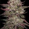 Chicken n' Wafflez Feminized Seeds