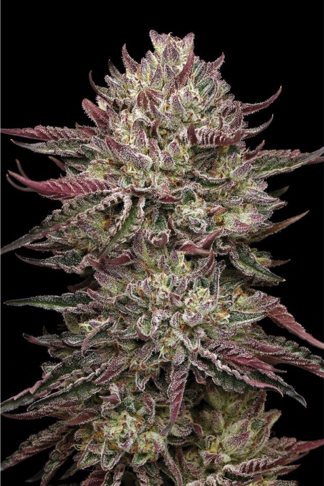 Chicken n' Wafflez Feminized Seeds