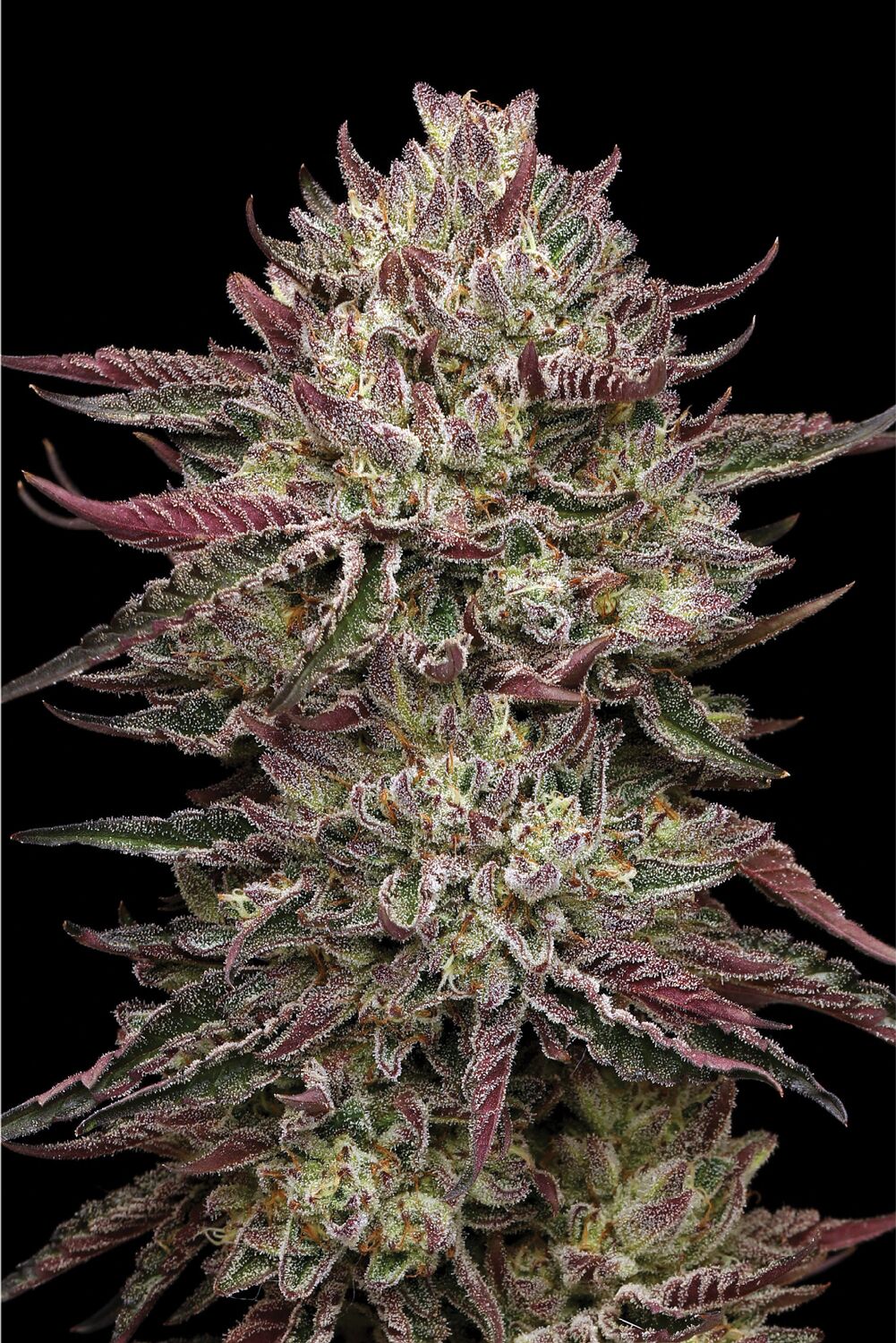 Chicken n' Wafflez Feminized Seeds