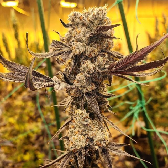 Dip N' Stax RBX1 Feminized Seeds