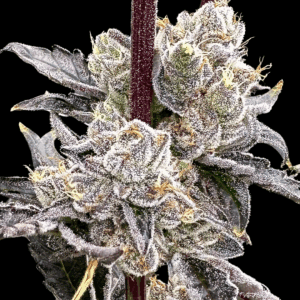 Dry Erase Marker Feminized Seeds