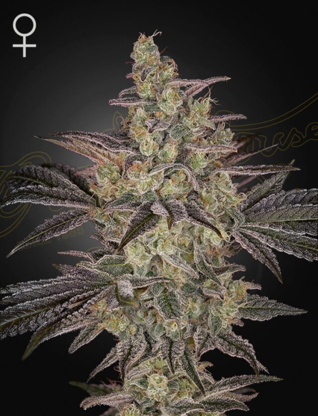 Frosted Guava Auto Feminized Seeds