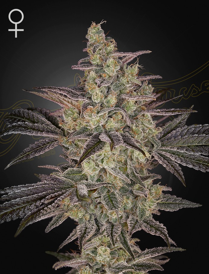Frosted Guava Auto Feminized Seeds