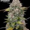 Frosted Cherry O's F3 Autoflower Seeds