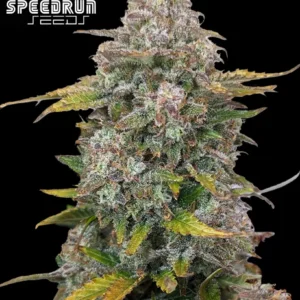 Frosted Cherry O's F3 Autoflower Seeds