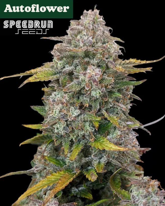 Frosted Cherry O's F3 Autoflower Seeds