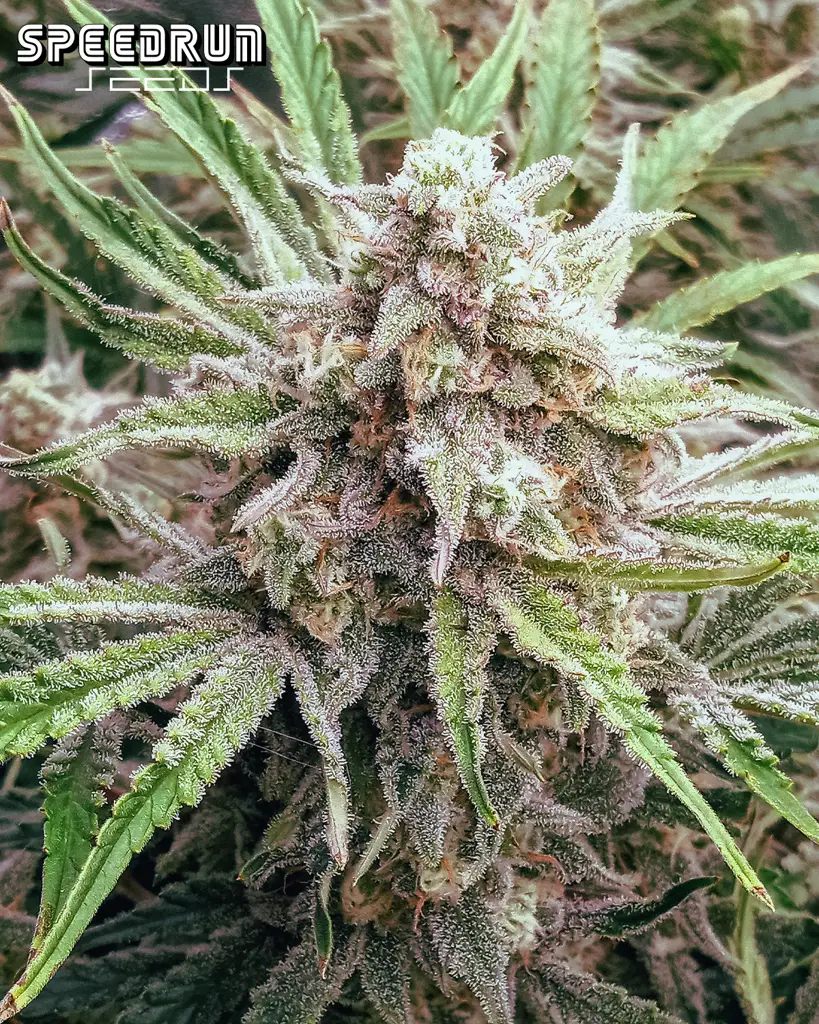 Frosted Cherry O's F3 Autoflower Seeds