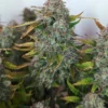 Frosted Cherry O's F3 Autoflower Seeds