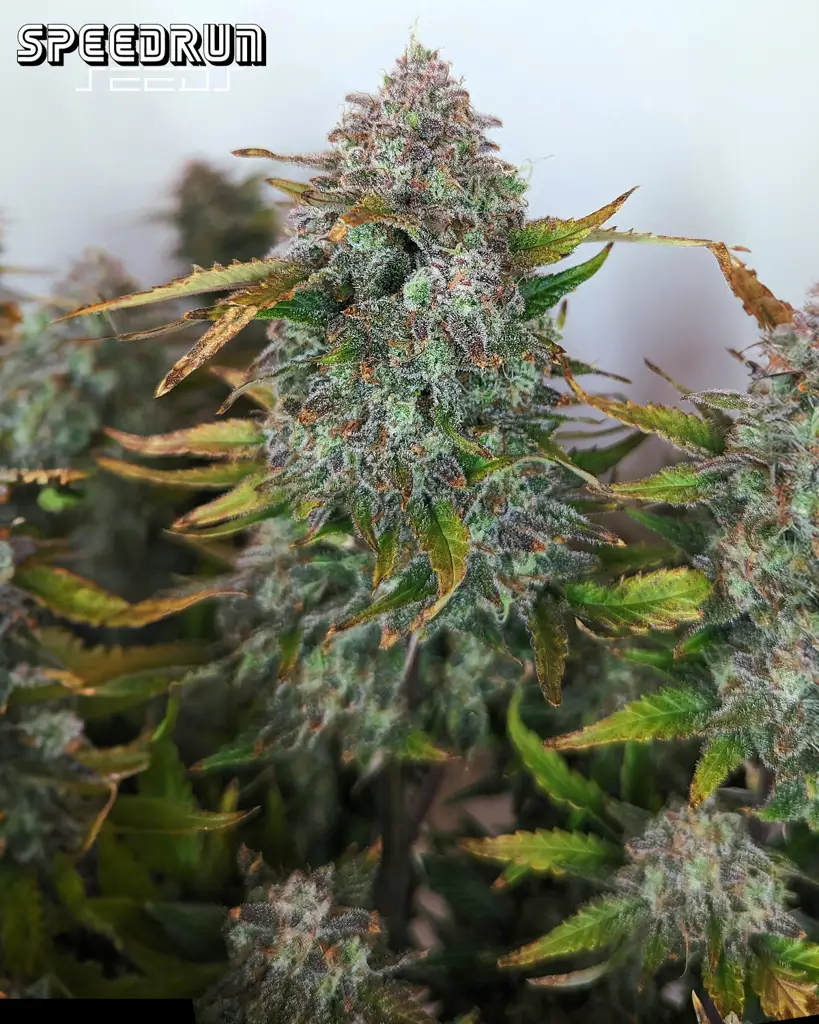 Frosted Cherry O's F3 Autoflower Seeds