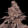Gorilla Apple Candy Feminized Seeds