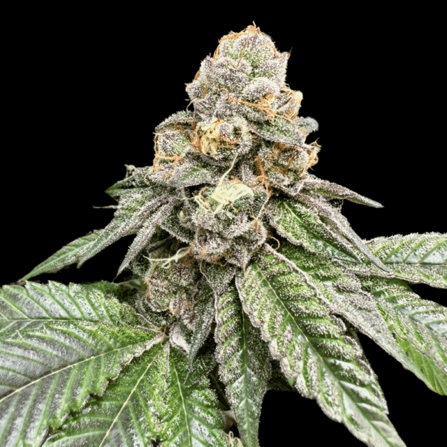 Gorilla Burger Feminized Seeds