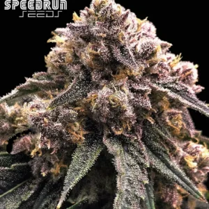 Granite Haze F5 Autoflower Seeds