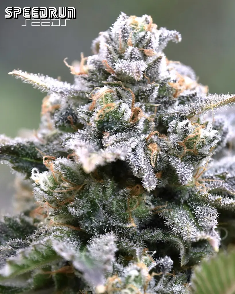 Granite Haze F5 Autoflower Seeds