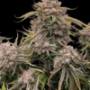 Granite Haze F5 Autoflower Seeds