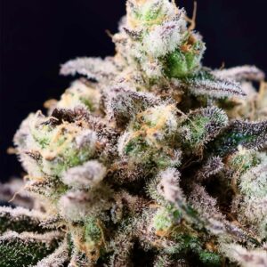Green Apple Tangie Feminized Seeds
