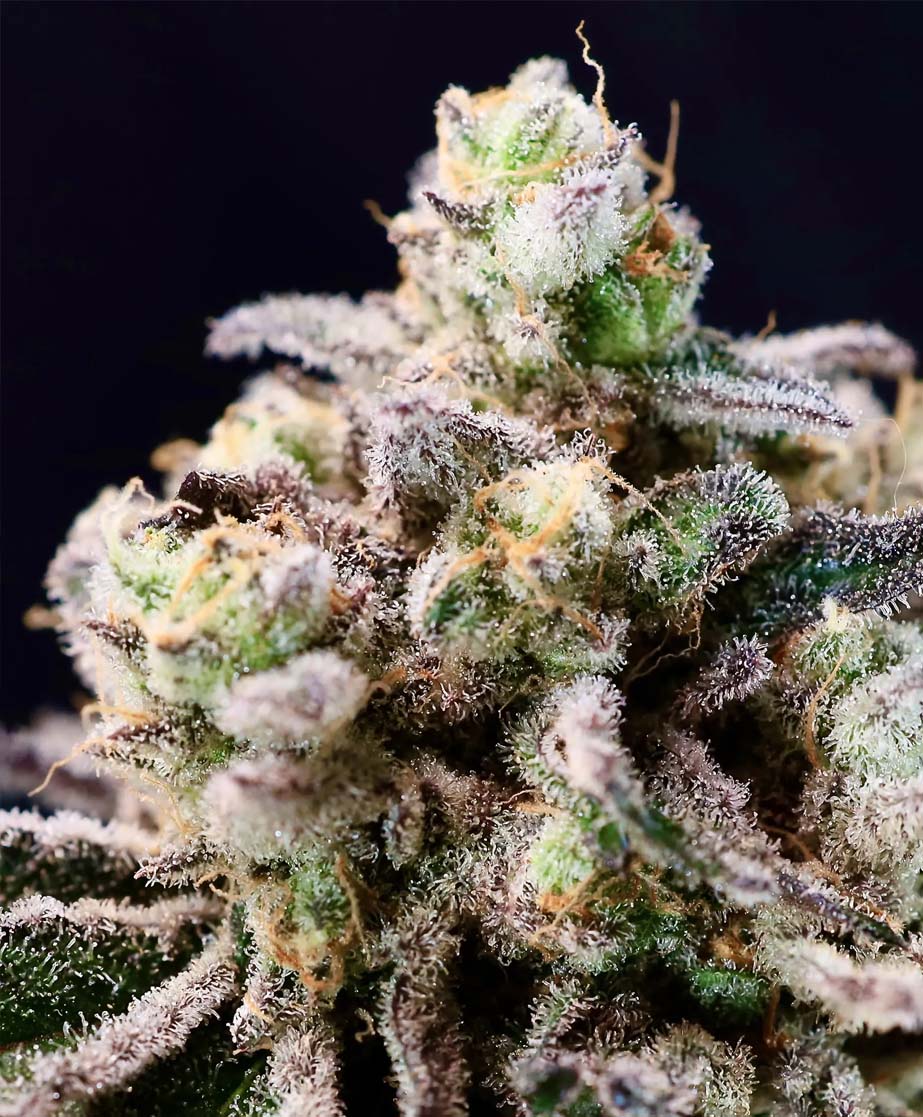 Green Apple Tangie Feminized Seeds