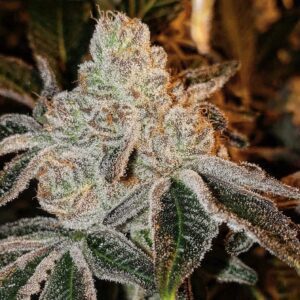 Johnny Dang R1 Feminized Seeds