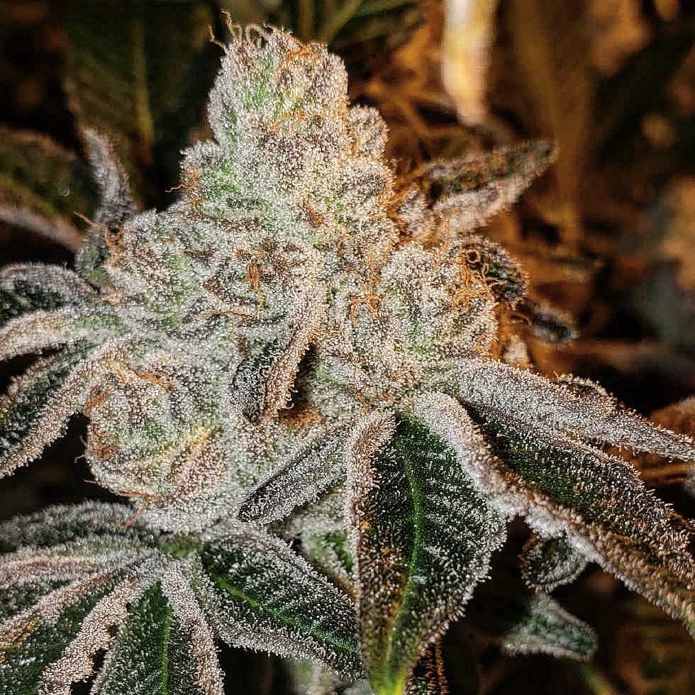 Johnny Dang R1 Feminized Seeds