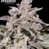 Iced Latte Autoflower Seeds