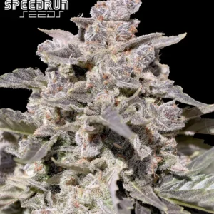 Iced Latte Autoflower Seeds