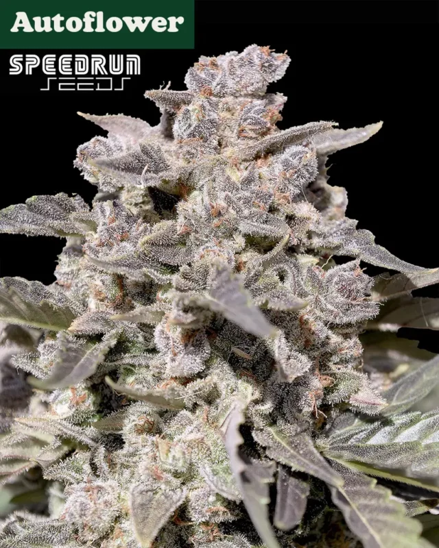 Iced Latte Autoflower Seeds