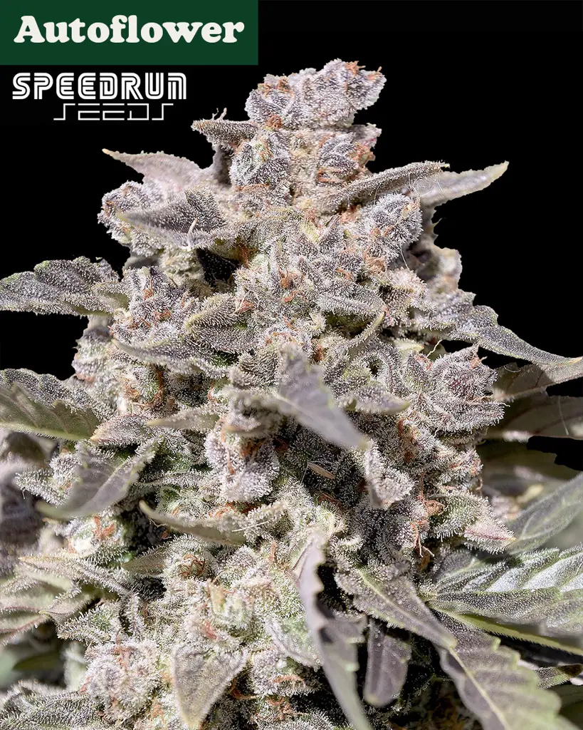 Iced Latte Autoflower Seeds