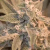 Iced Latte Autoflower Seeds