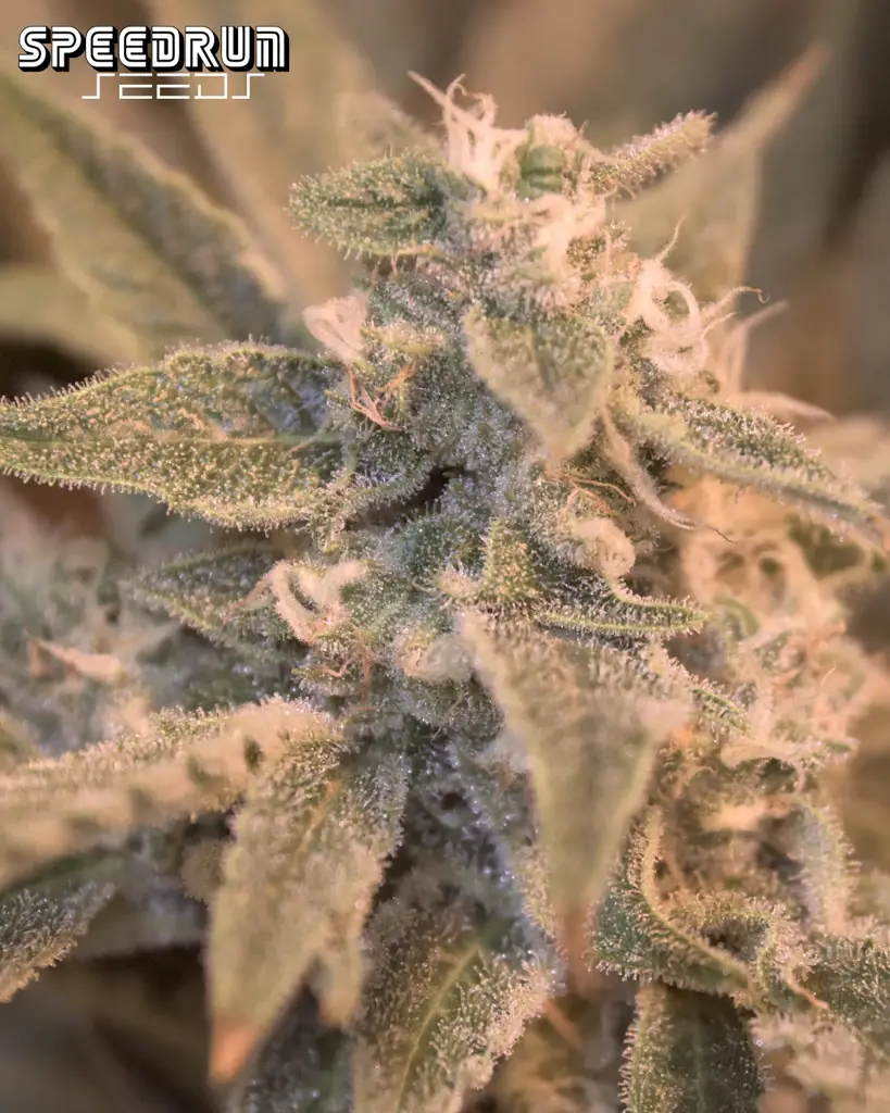 Iced Latte Autoflower Seeds