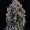 Mendo Breath Auto Feminized Seeds