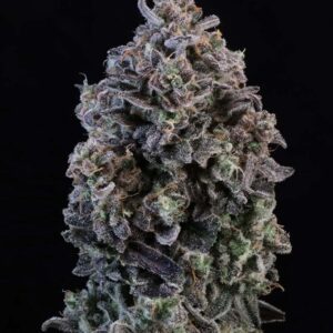 Mendo Breath Auto Feminized Seeds