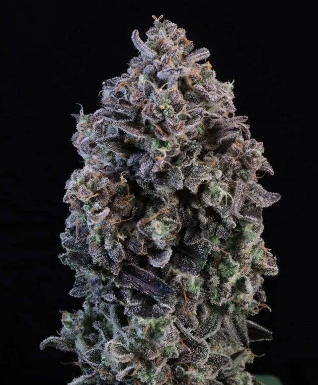 Mendo Breath Auto Feminized Seeds