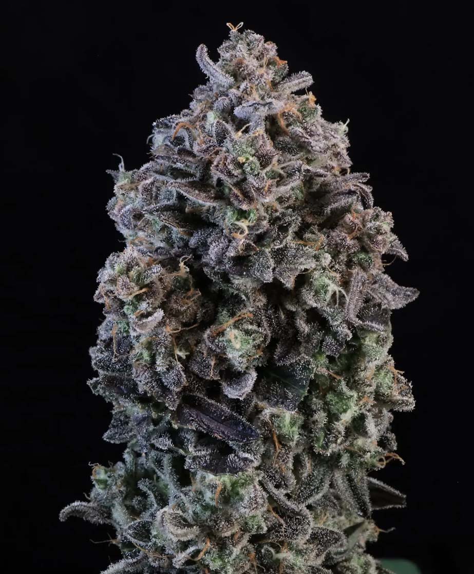 Mendo Breath Auto Feminized Seeds