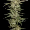 OG Triploid Auto Feminized Seeds