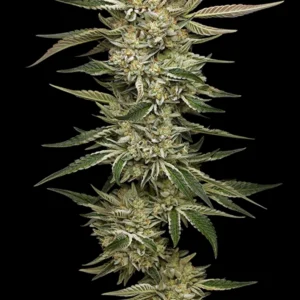 OG Triploid Auto Feminized Seeds