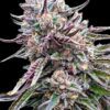 Orangutangie Feminized Seeds