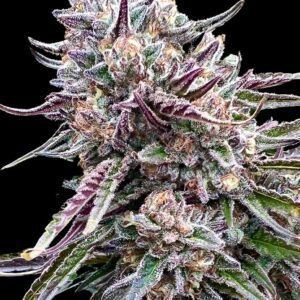 Orangutangie Feminized Seeds