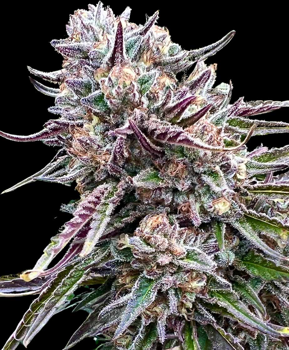 Orangutangie Feminized Seeds