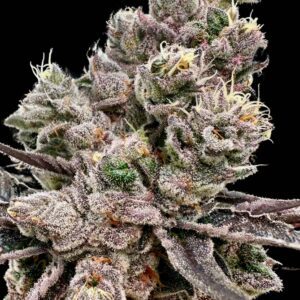 Platinum Green Apple Candy Feminized Seeds