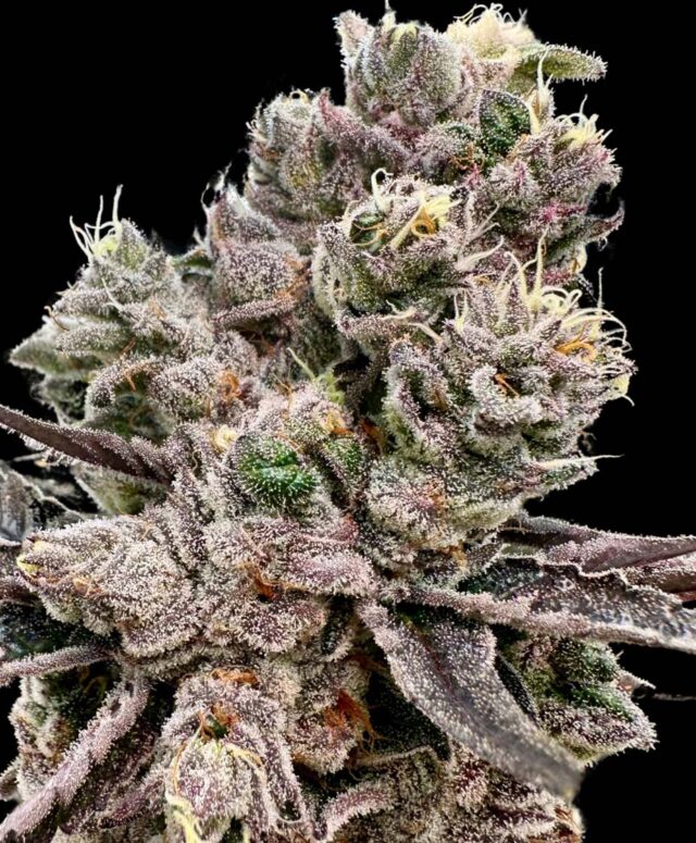 Platinum Green Apple Candy Feminized Seeds