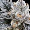 Platinum Lemon Cherry Gelato Feminized Seeds