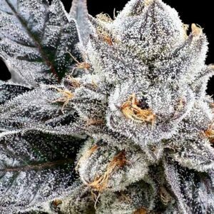 Platinum Lemon Cherry Gelato Feminized Seeds
