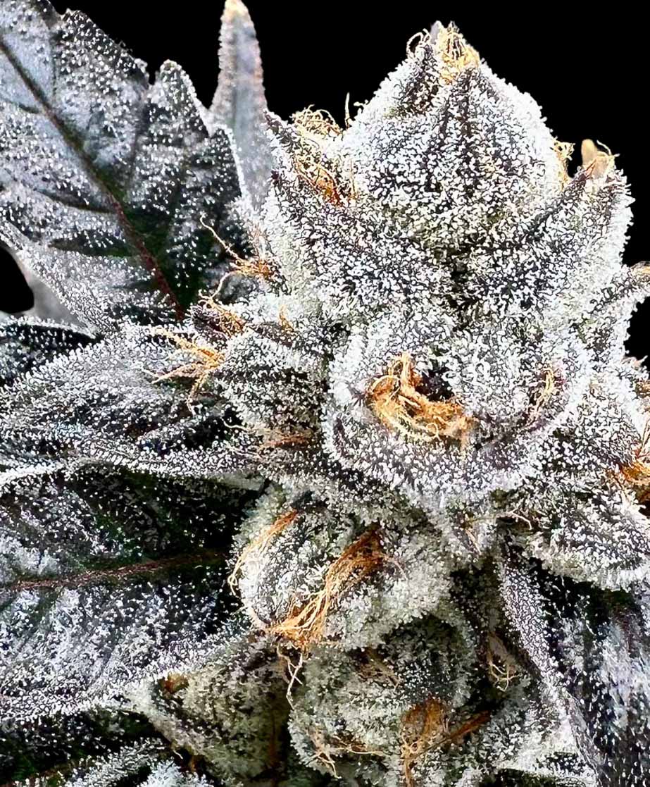Platinum Lemon Cherry Gelato Feminized Seeds