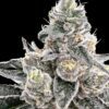 Platinum Runtz Feminized Seeds