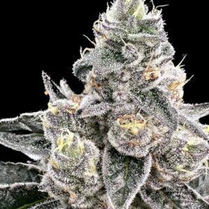 Platinum Runtz Feminized Seeds