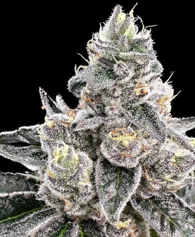 Platinum Runtz Feminized Seeds
