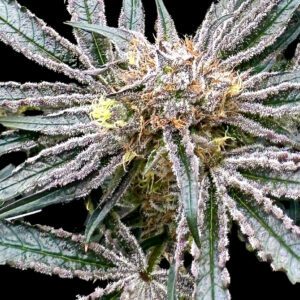 Platinum Zoap Feminized Seeds