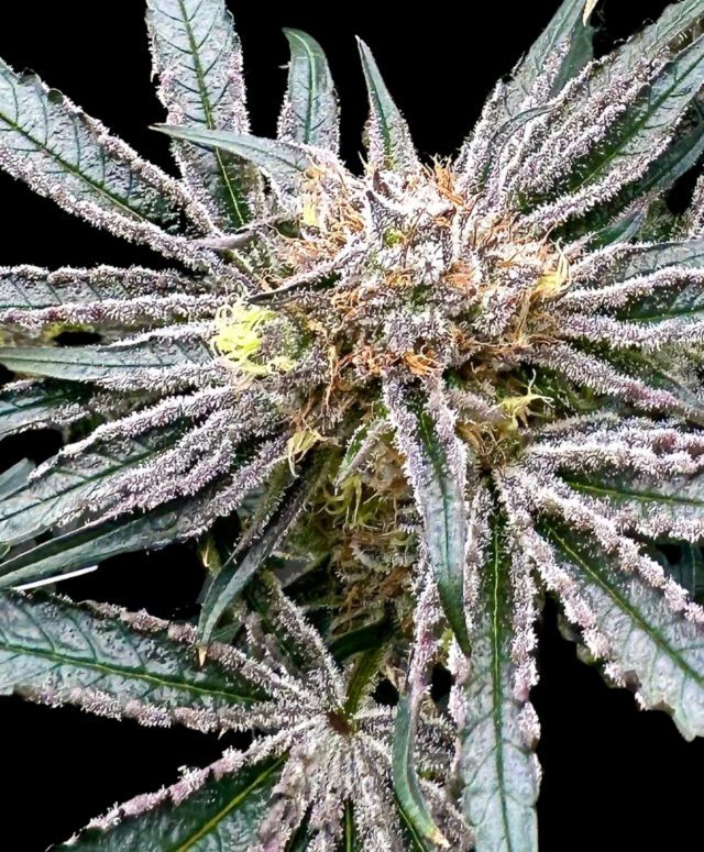 Platinum Zoap Feminized Seeds