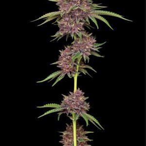 Purpz Feminized Seeds